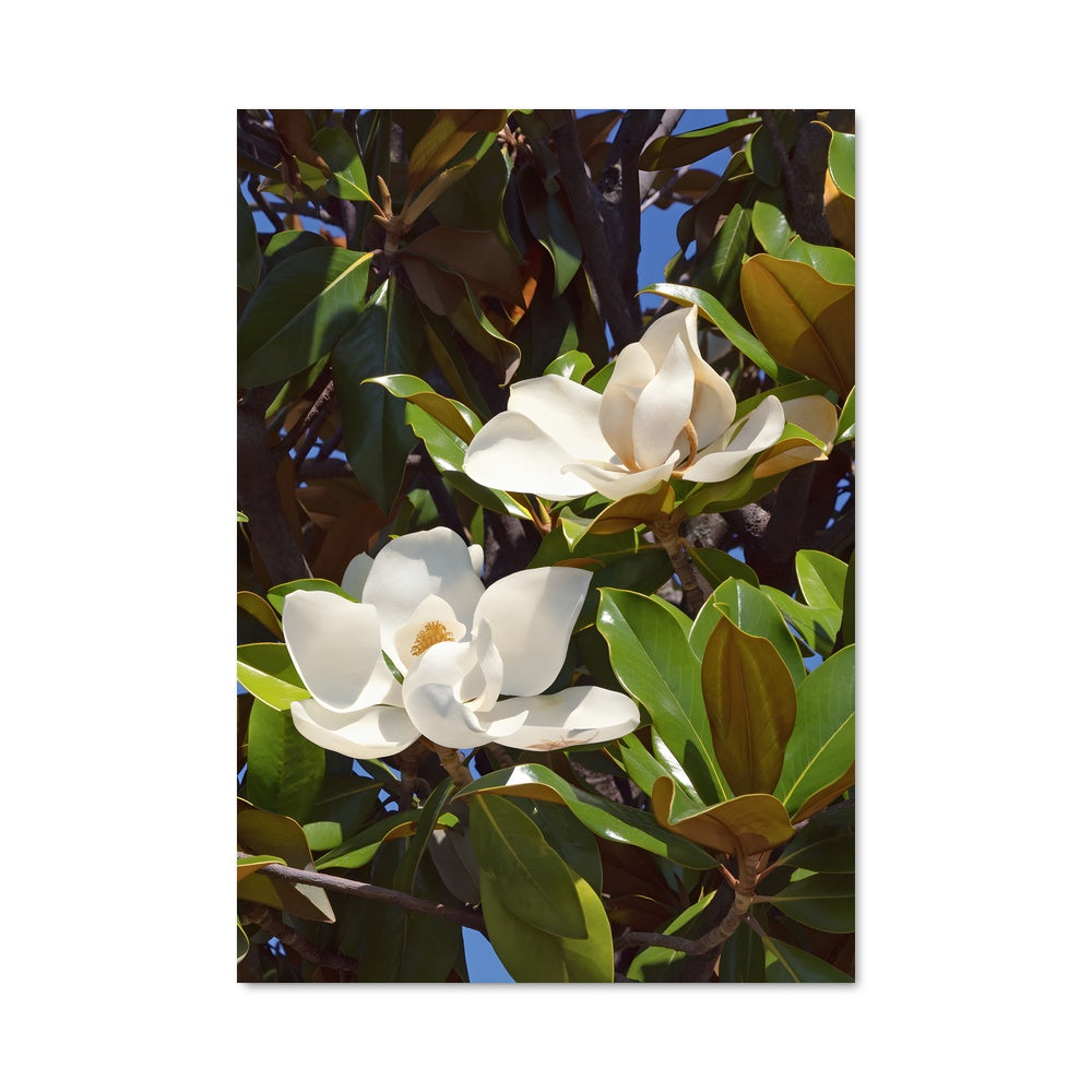 Poster Magnolia 96960