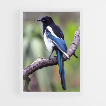 ap-magpie-1 cadre Blanc