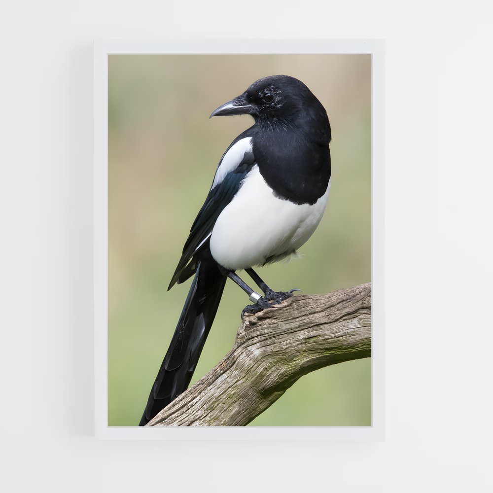 ap-magpie-2 cadre Blanc