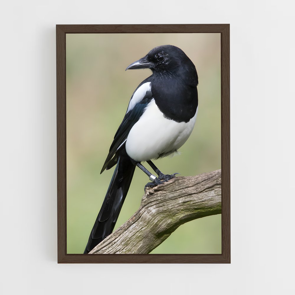 ap-magpie-2 cadre Bois foncé