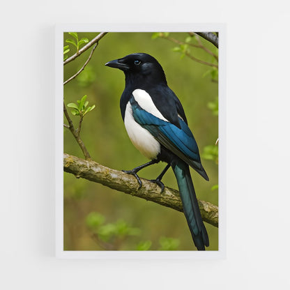 ap-magpie-3 cadre Blanc