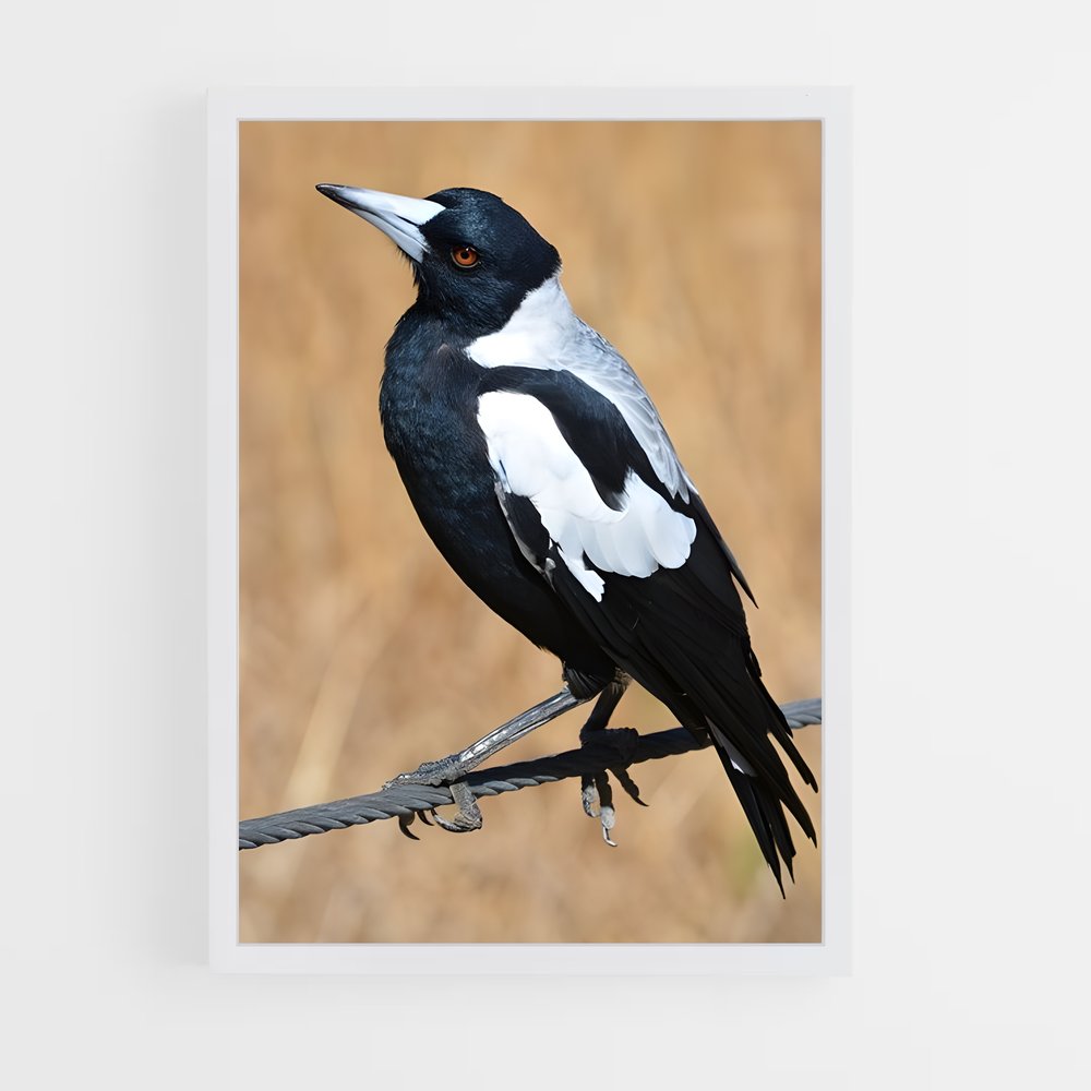 ap-magpie-4 cadre Blanc