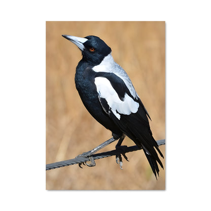 Poster Magpie 83943