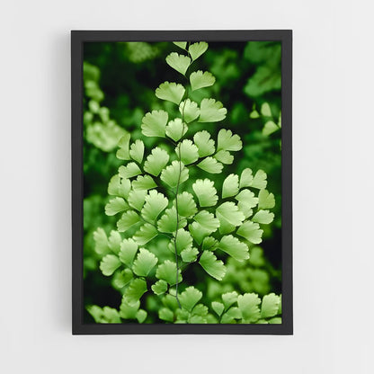 ap-maidenhair fern-1 cadre Noir