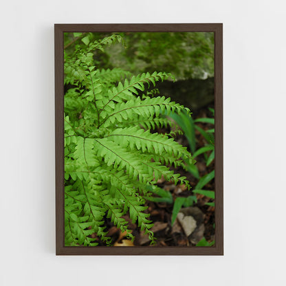ap-maidenhair fern-3 cadre Bois foncé