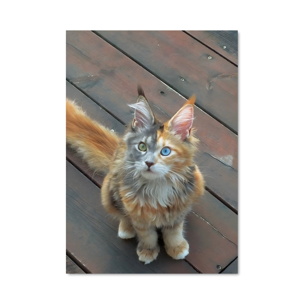 Poster Douceur Maine Coon