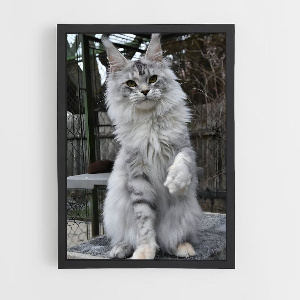 ap-maine coon-1 cadre Noir