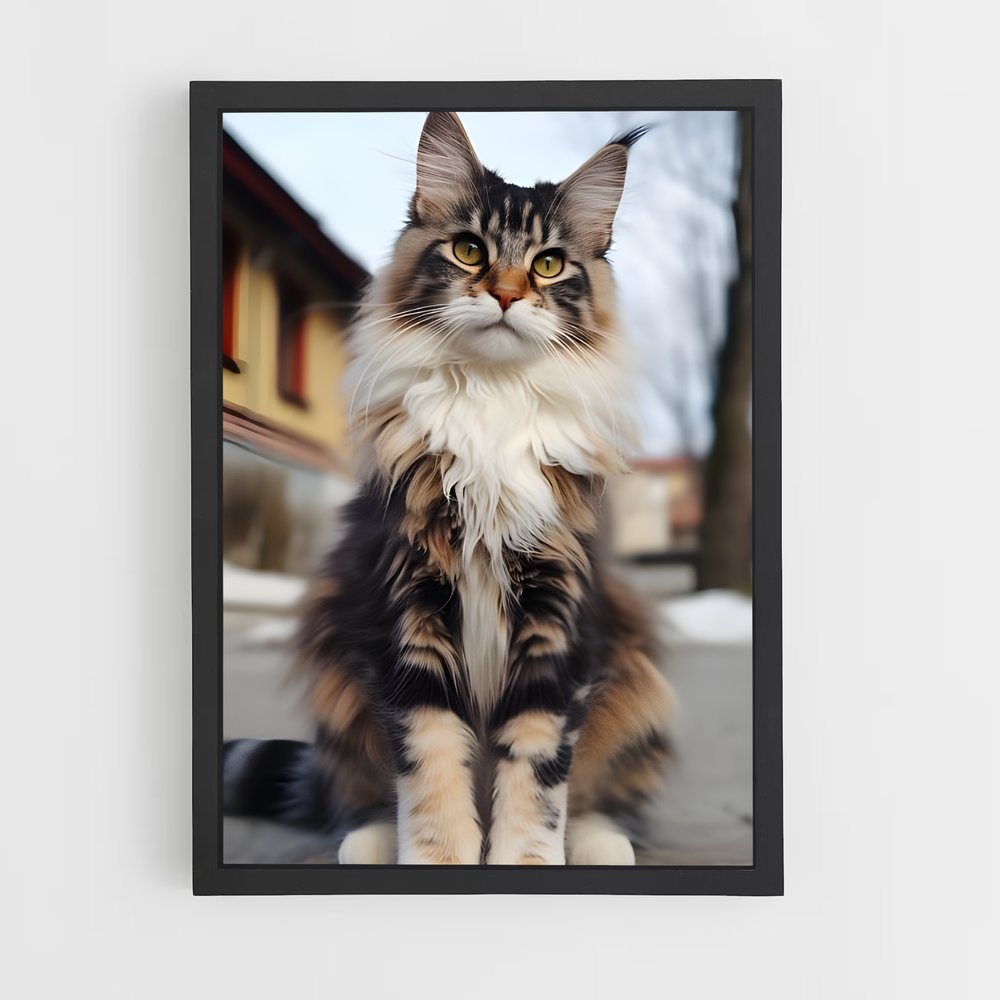 ap-maine coon-2 cadre Noir