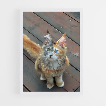 ap-maine coon-4 cadre Blanc