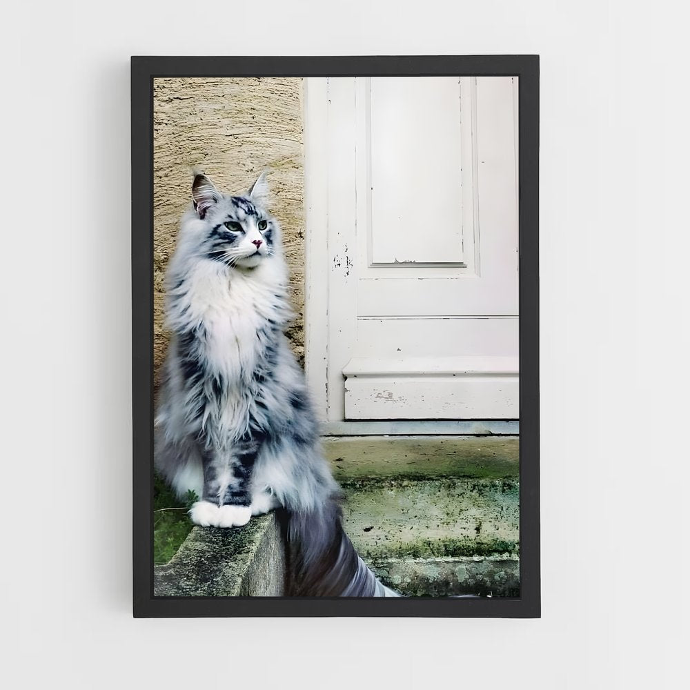 ap-maine coon-7 cadre Noir
