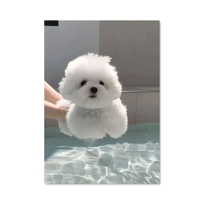 Poster Baignade Canine