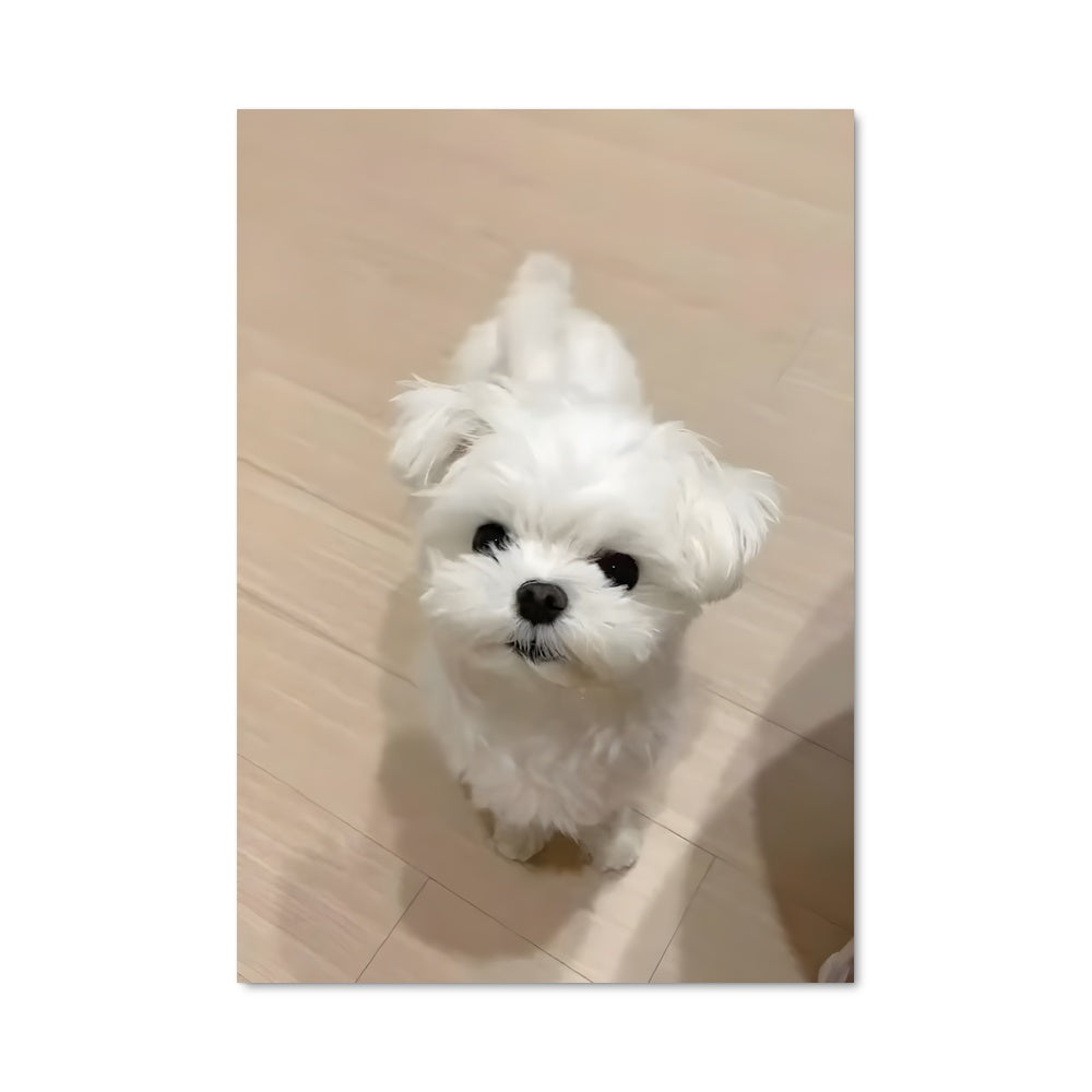 Poster Toutou en Bois