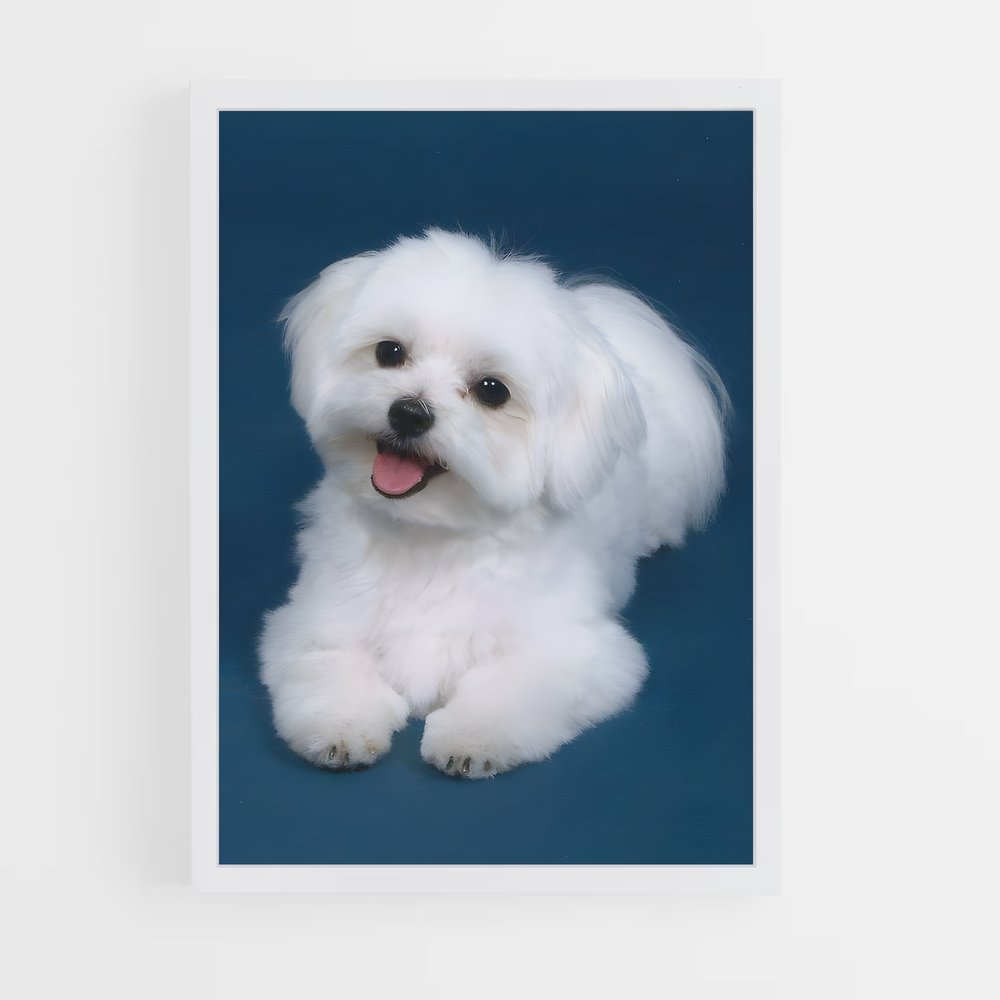 ap-maltese-3 cadre Blanc