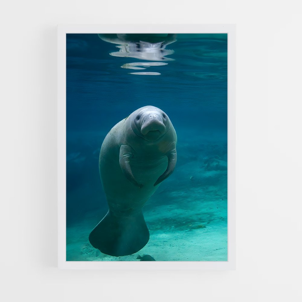 ap-manatee-1 cadre Blanc