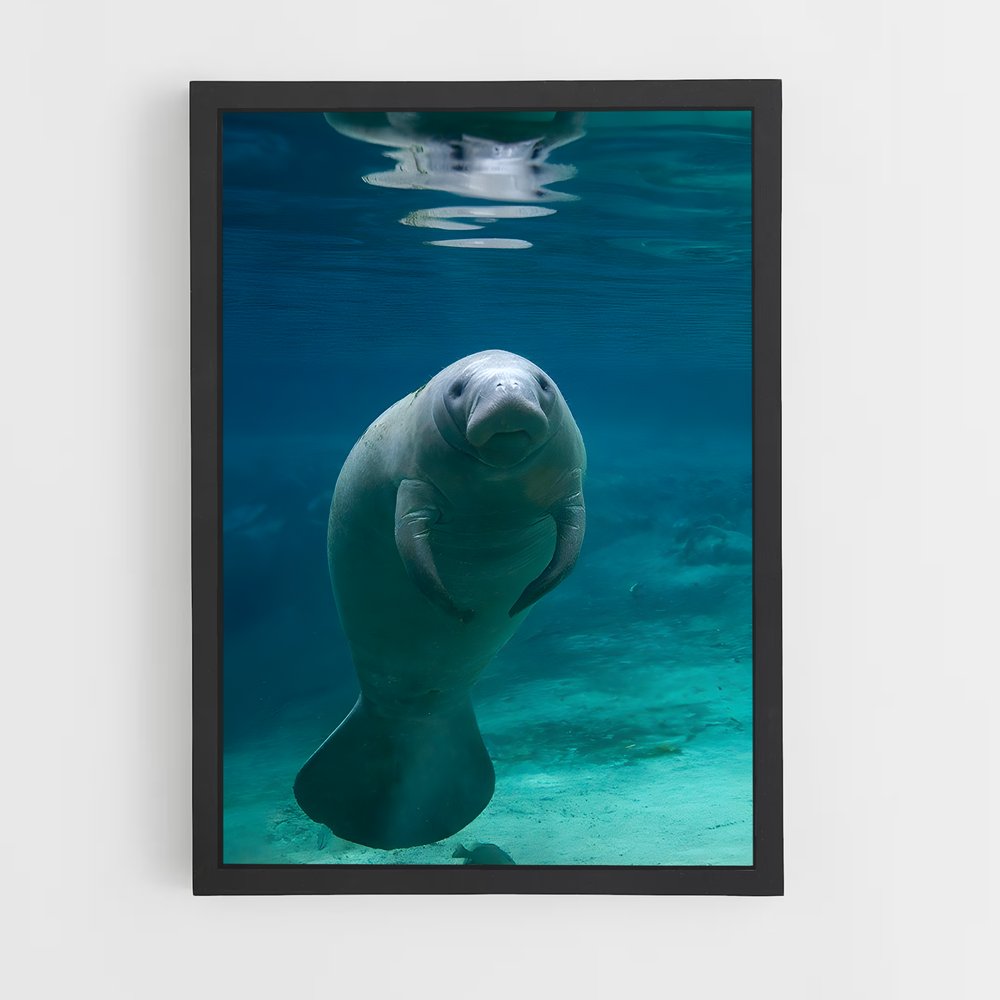 ap-manatee-1 cadre Noir