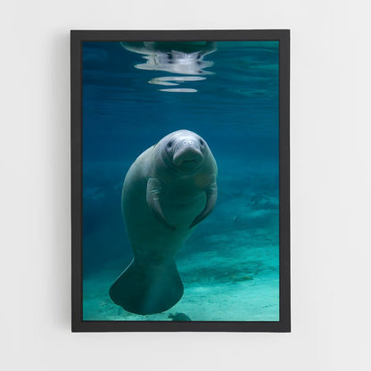 ap-manatee-1 cadre Noir