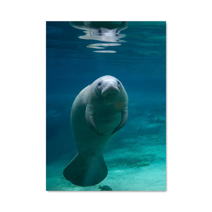 Poster Manatee Magic