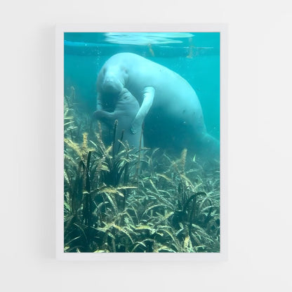 ap-manatee-3 cadre Blanc