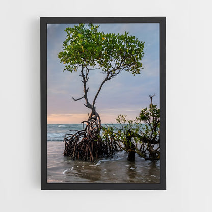 ap-mangrove-14 cadre Noir