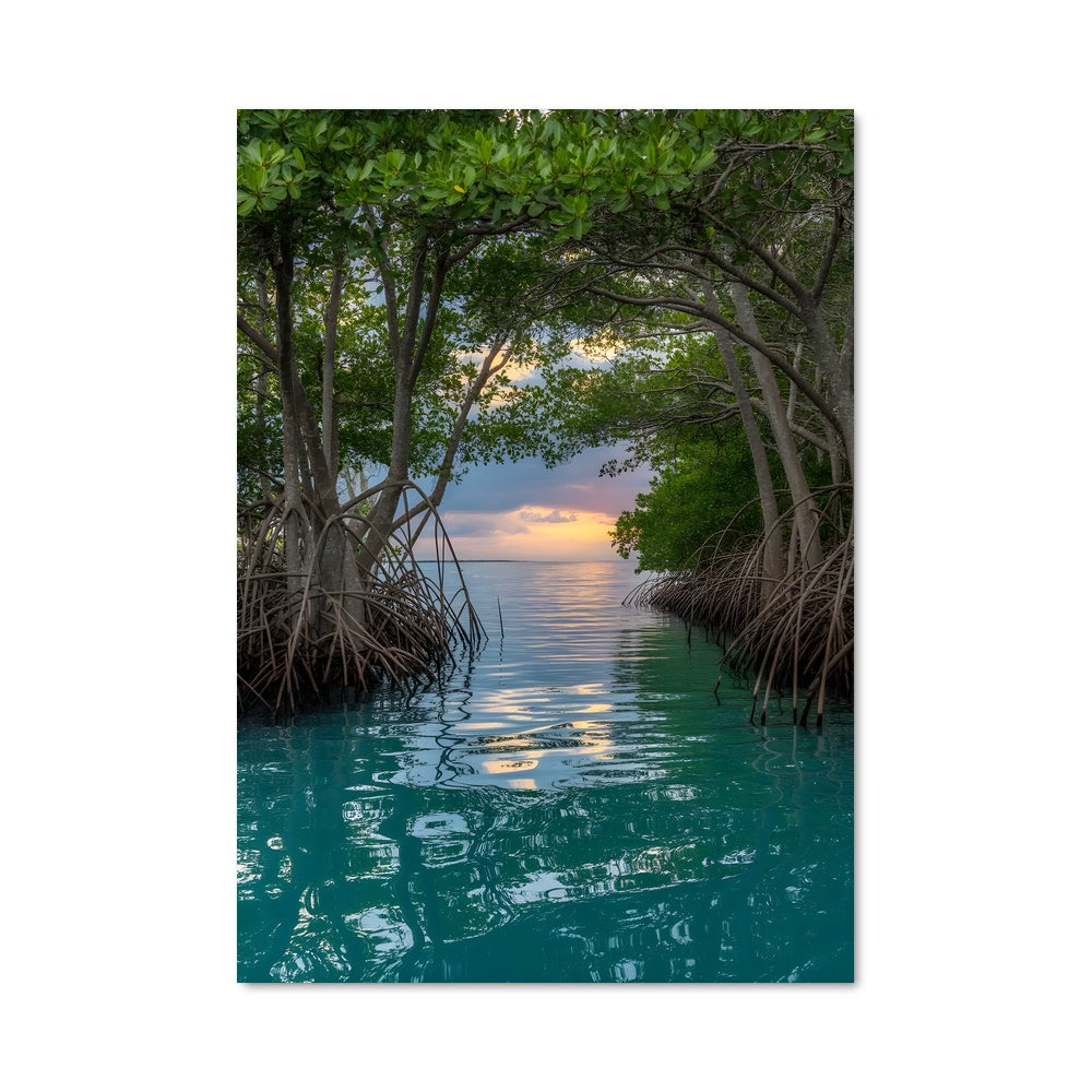Poster Coucher de Mangrove