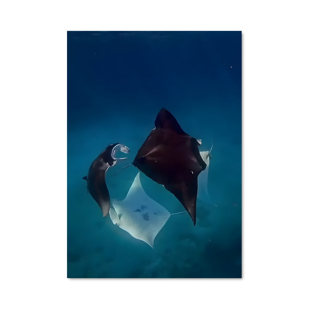 Poster Manta ray 83954