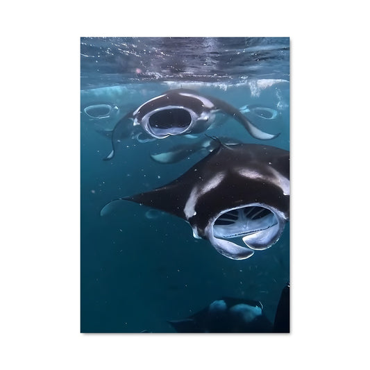 Poster Manta ray 83957