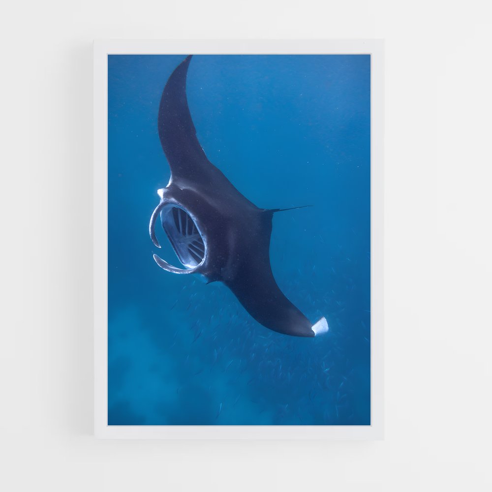 ap-manta ray-3 cadre Blanc
