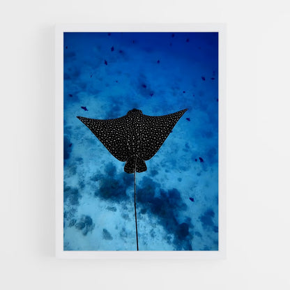 ap-manta ray-7 cadre Blanc