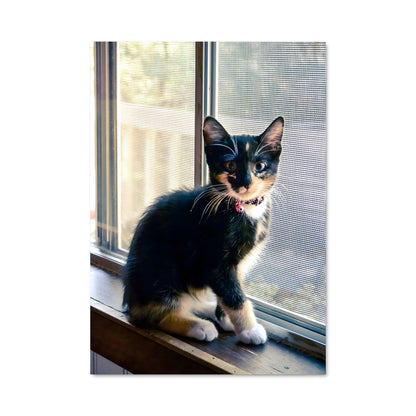 Poster Chat de Fenêtre