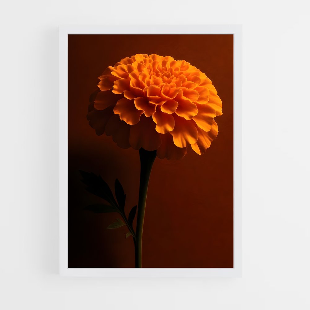 ap-marigold-11 cadre Blanc