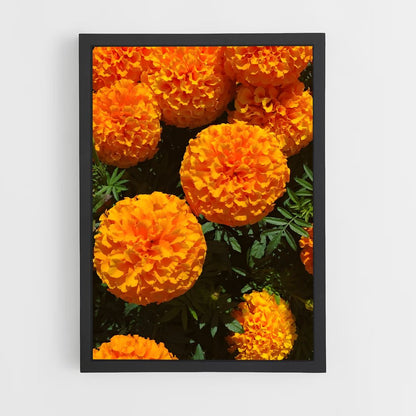 ap-marigold-2 cadre Noir