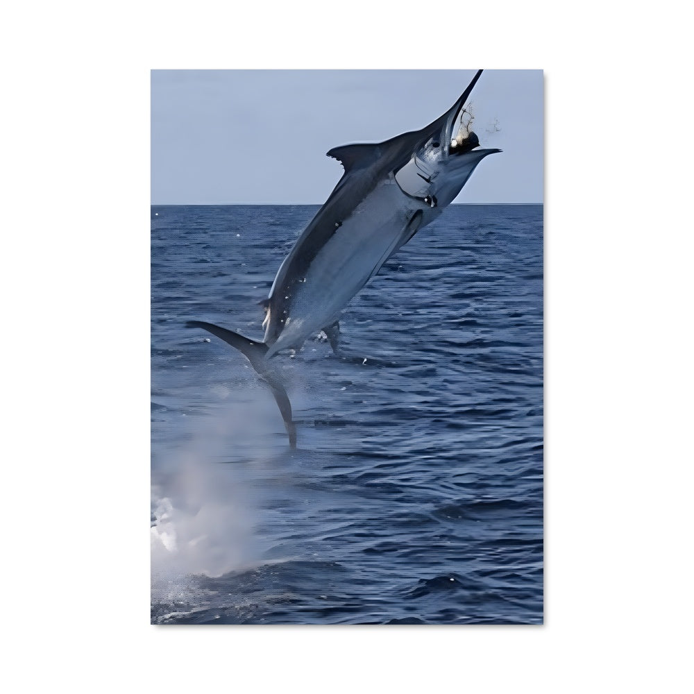 Poster Saut du Marlin
