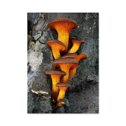 Poster Champignons Sauvages