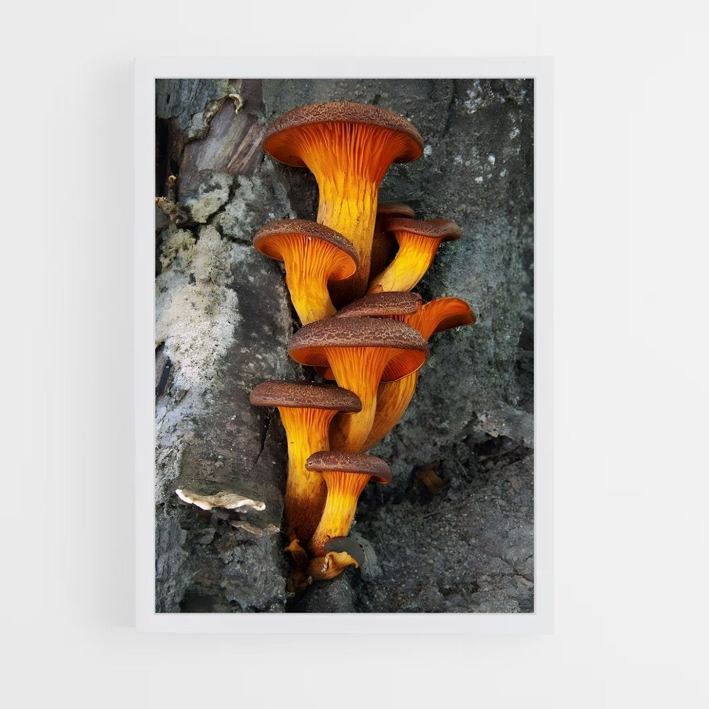 ap-meadow mushroom-1 cadre Blanc