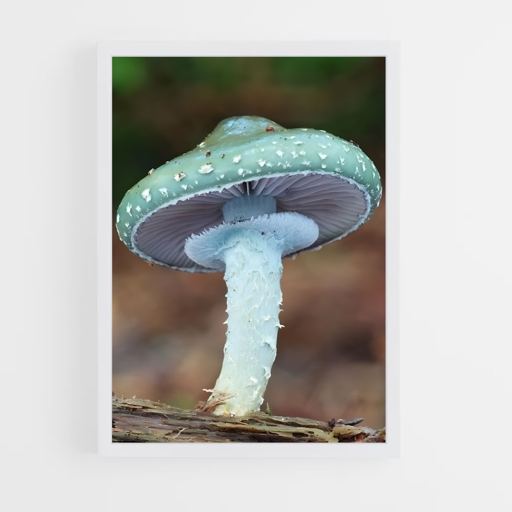 ap-meadow mushroom-2 cadre Blanc