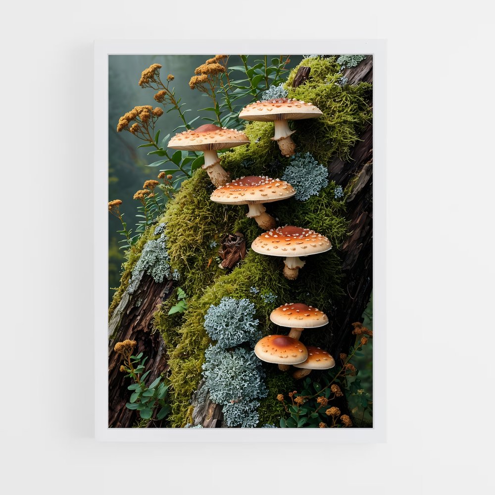 ap-meadow mushroom-3 cadre Blanc
