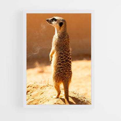 ap-meerkat-11 cadre Blanc