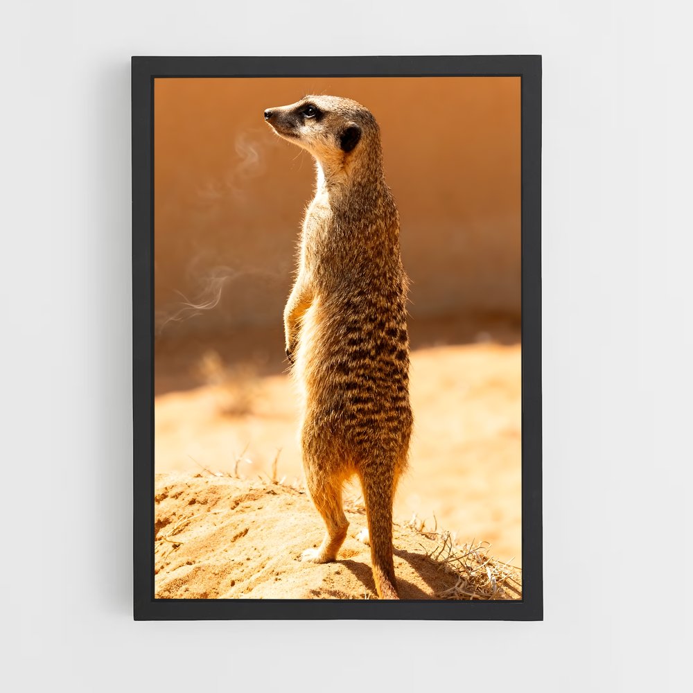 ap-meerkat-11 cadre Noir