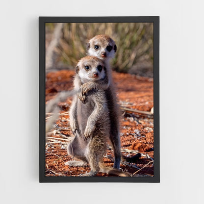 ap-meerkat-12 cadre Noir