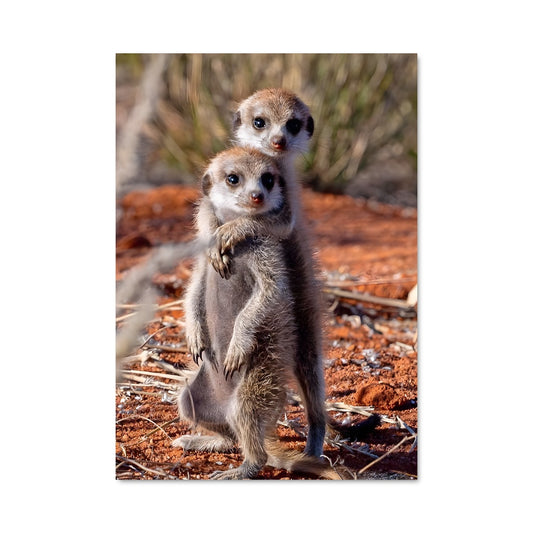 Poster La Troupe de Suricate