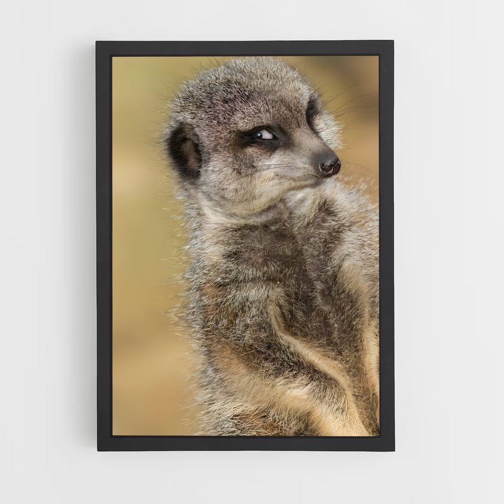 ap-meerkat-14 cadre Noir
