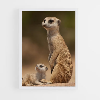 ap-meerkat-2 cadre Blanc