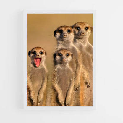 ap-meerkat-3 cadre Blanc