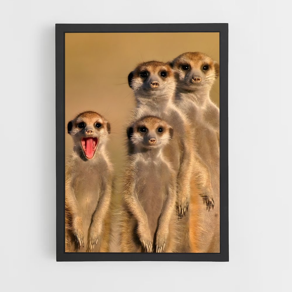 ap-meerkat-3 cadre Noir