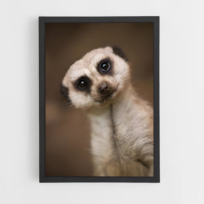 ap-meerkat-6 cadre Noir