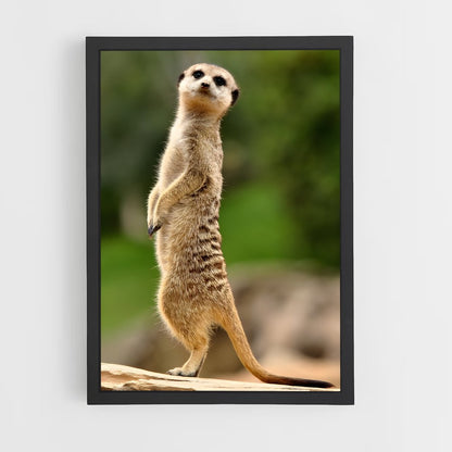 ap-meerkat-8 cadre Noir