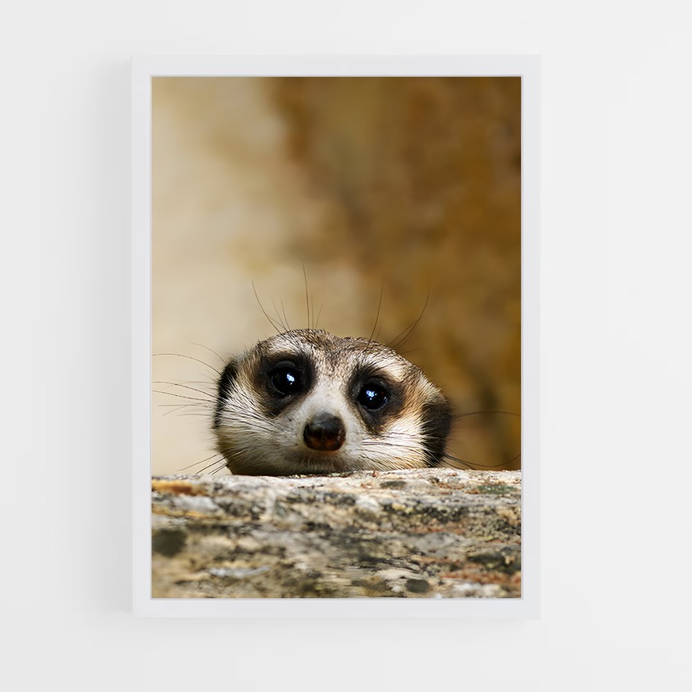 ap-meerkat-9 cadre Blanc