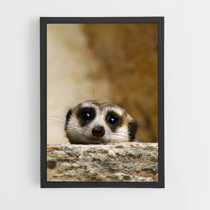 ap-meerkat-9 cadre Noir