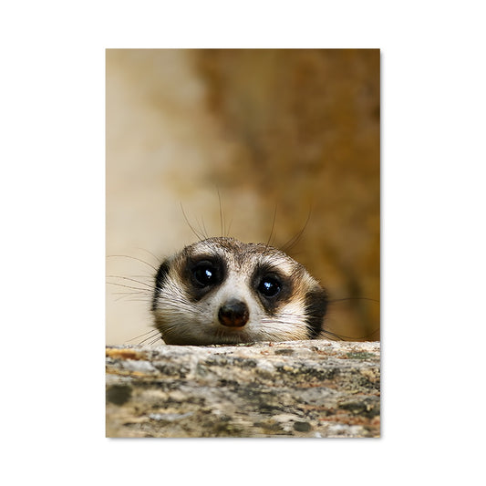 Poster Petit Suricate