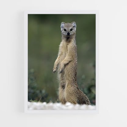ap-mongoose-1 cadre Blanc